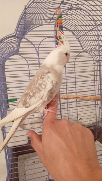 Карелла молодой  весёлый шустрый мальчик