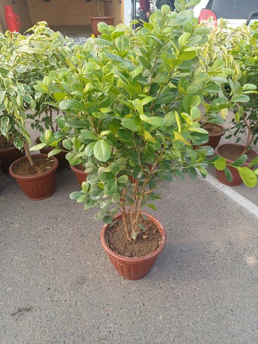 Maklamena, fikus guli. Декоративные цвети. Xonaki gullar