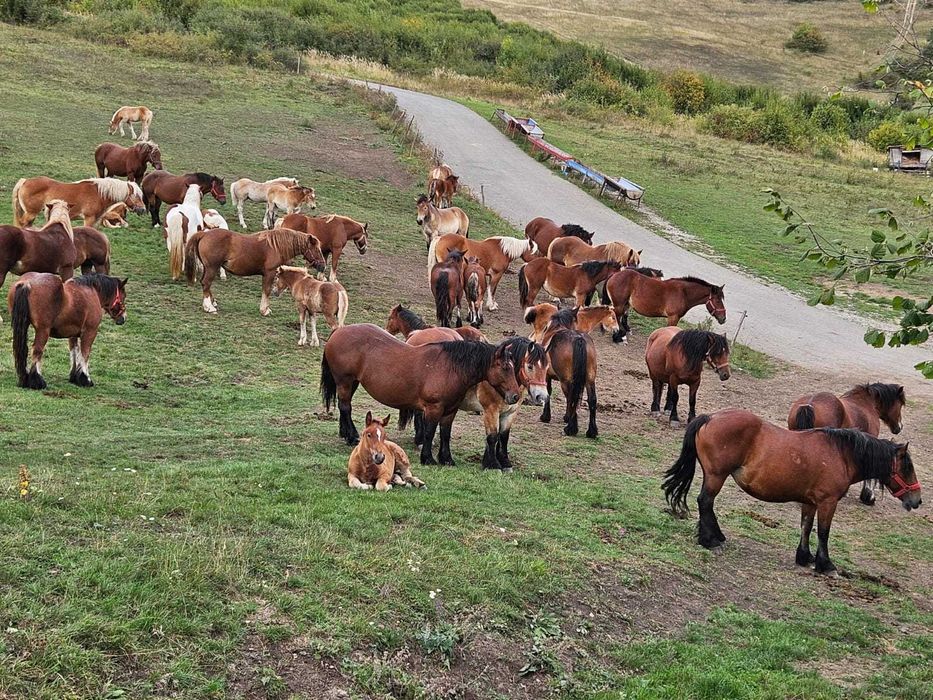 Manji de vanzare Cluj
