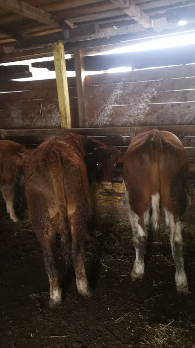 Vand 2 tauri de rasa