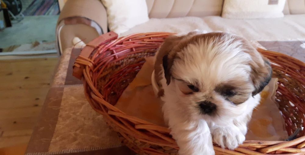 Кученца порода Ши Тцу