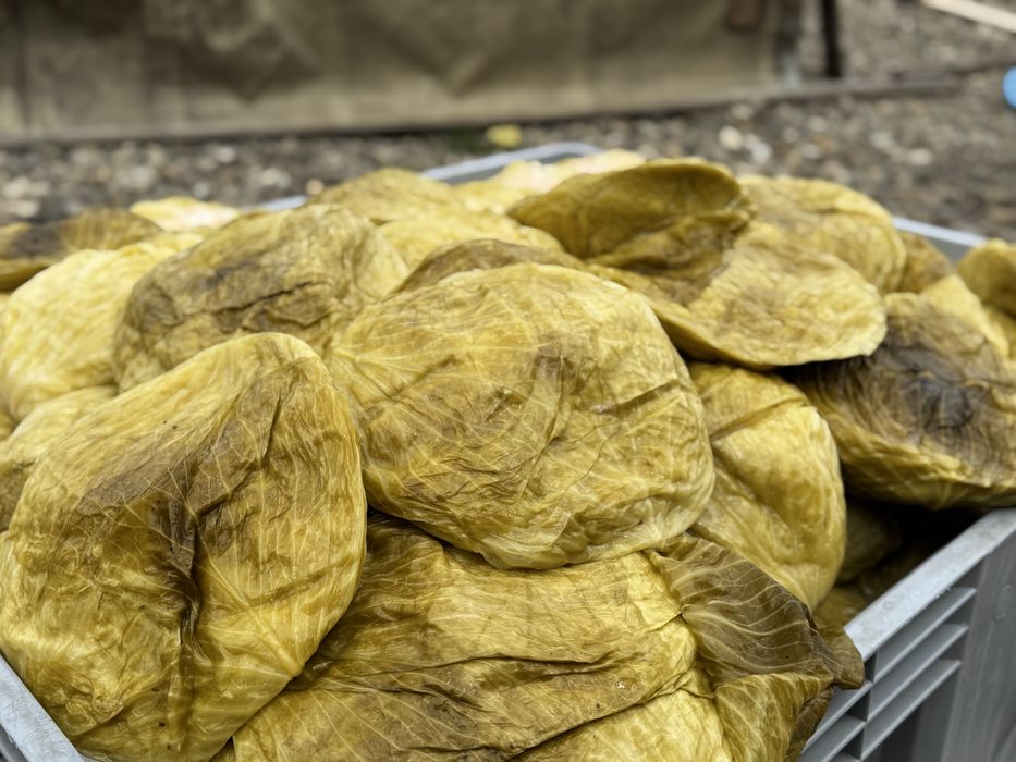 Varză Murată Calitatea 1