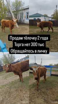 Продам тёлочку 2 года