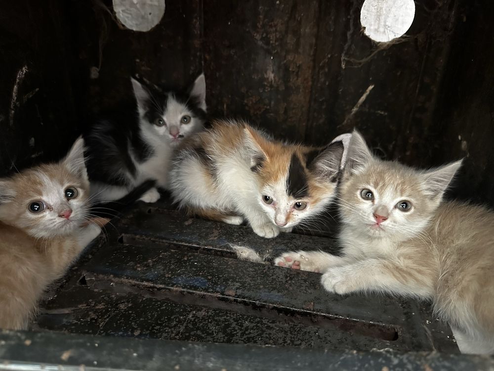 Отдам Котят бесплатно