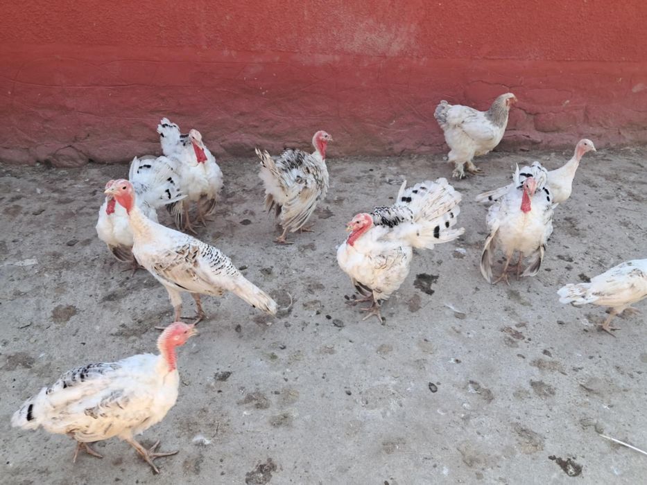 Pui găină brahma,curcani,rate mute,rate de casa , gâste