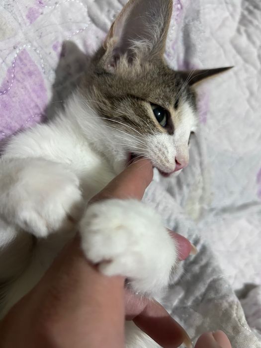 Отдам в добрые руки