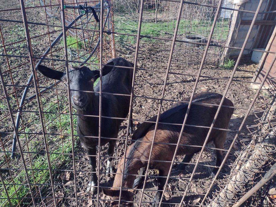 Ofer spre vânzare 2 ieduțe