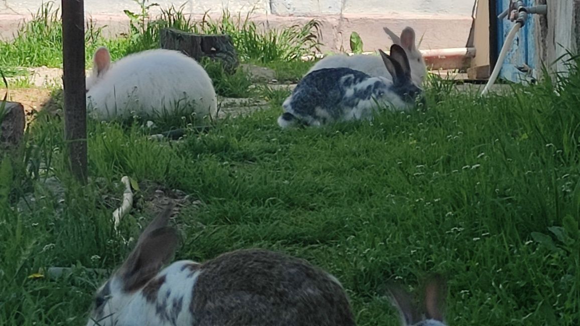 Кролики крольчата за всё