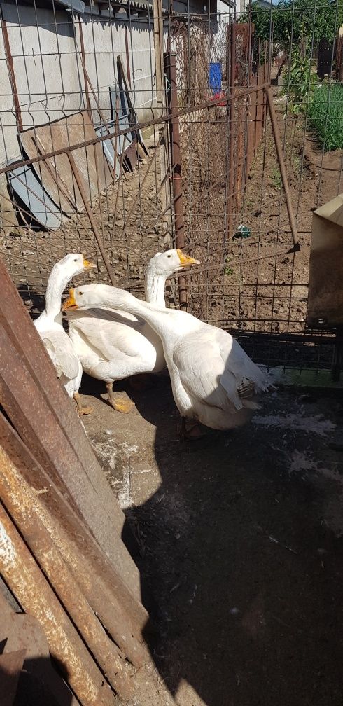 Ouă de gâscă pentru incubat