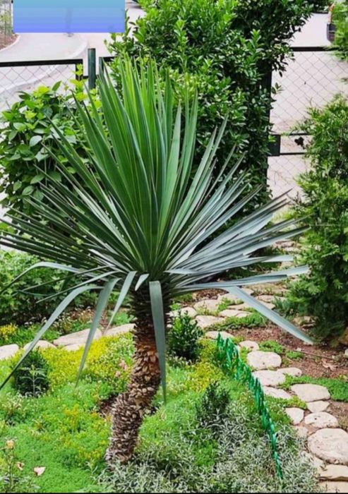 Yucca faxoniana - soi extrem de rezistent