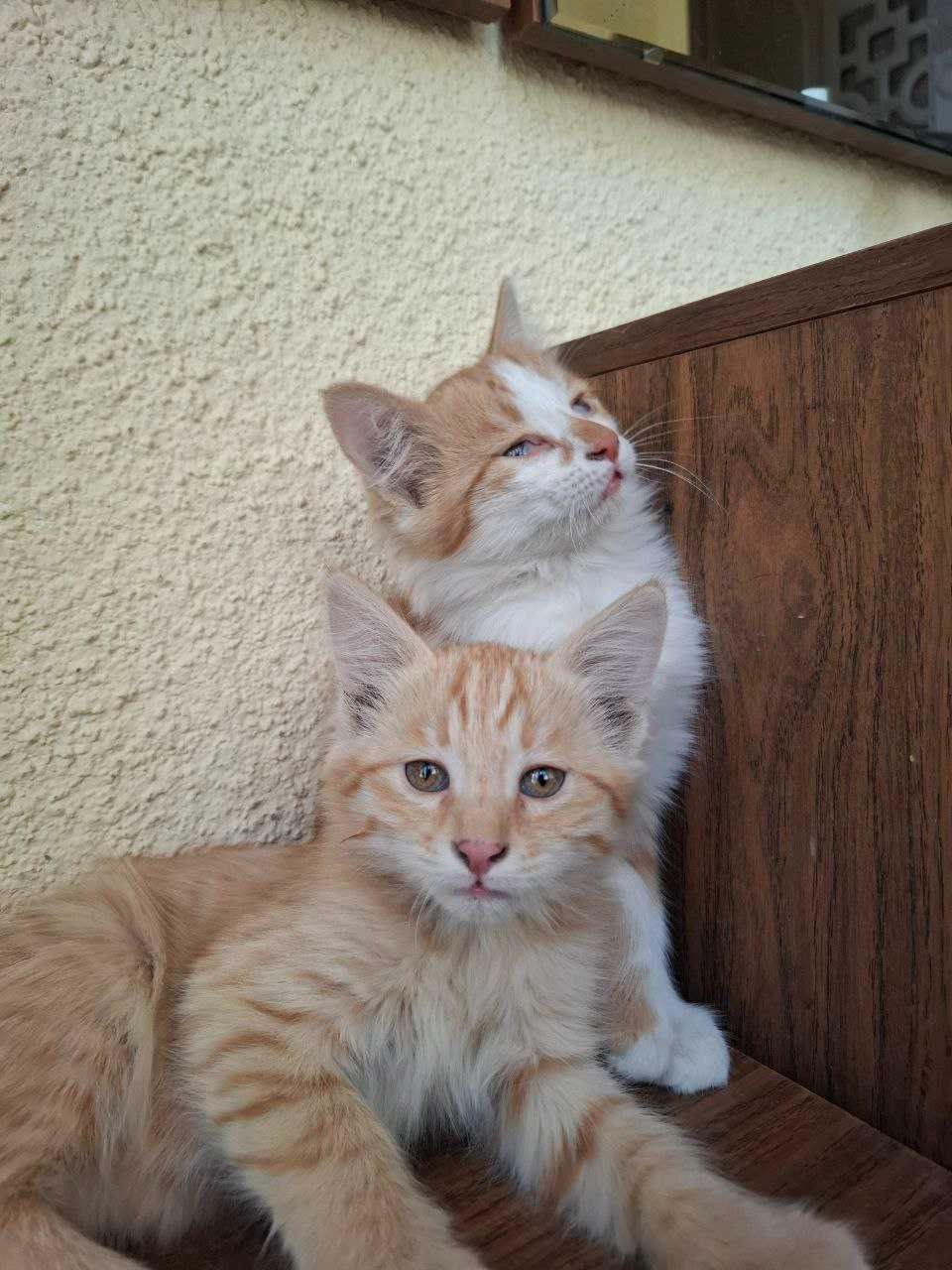 отдам котят в хорошие руки, к лотку приучены