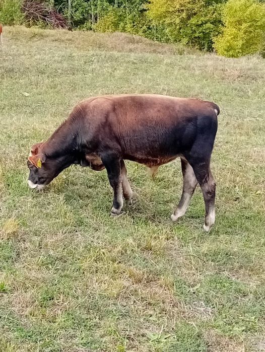 Vând viței crescuți ecologic