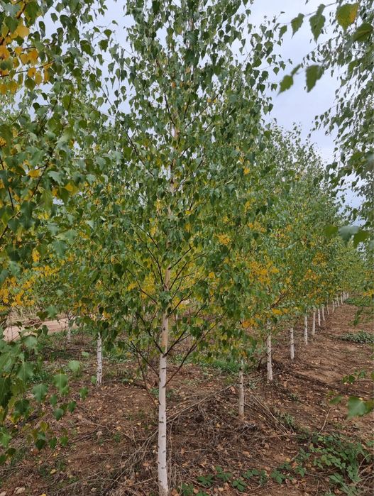 Vand mesteacăn alb dimensiuni de la 1-6 m ,dif specii la dif inaltimi