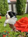 Pui Shih Tzu rasa  pura