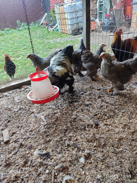 Brahma Herminat Închis