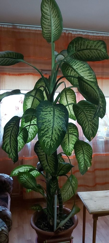 Plantă de Apartament ( Dieffenbachia)