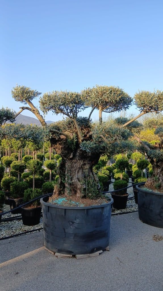 Măslini bonsai diferite marimi