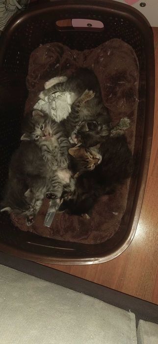 Подарявам Пухкави котета