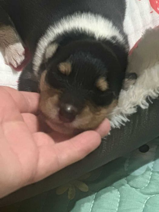 КОЛЛИ, щенки, питомник Glaurett ( KFU-FCI )