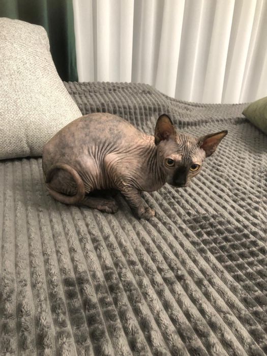 Pui fetita Sphynx / Sfinx