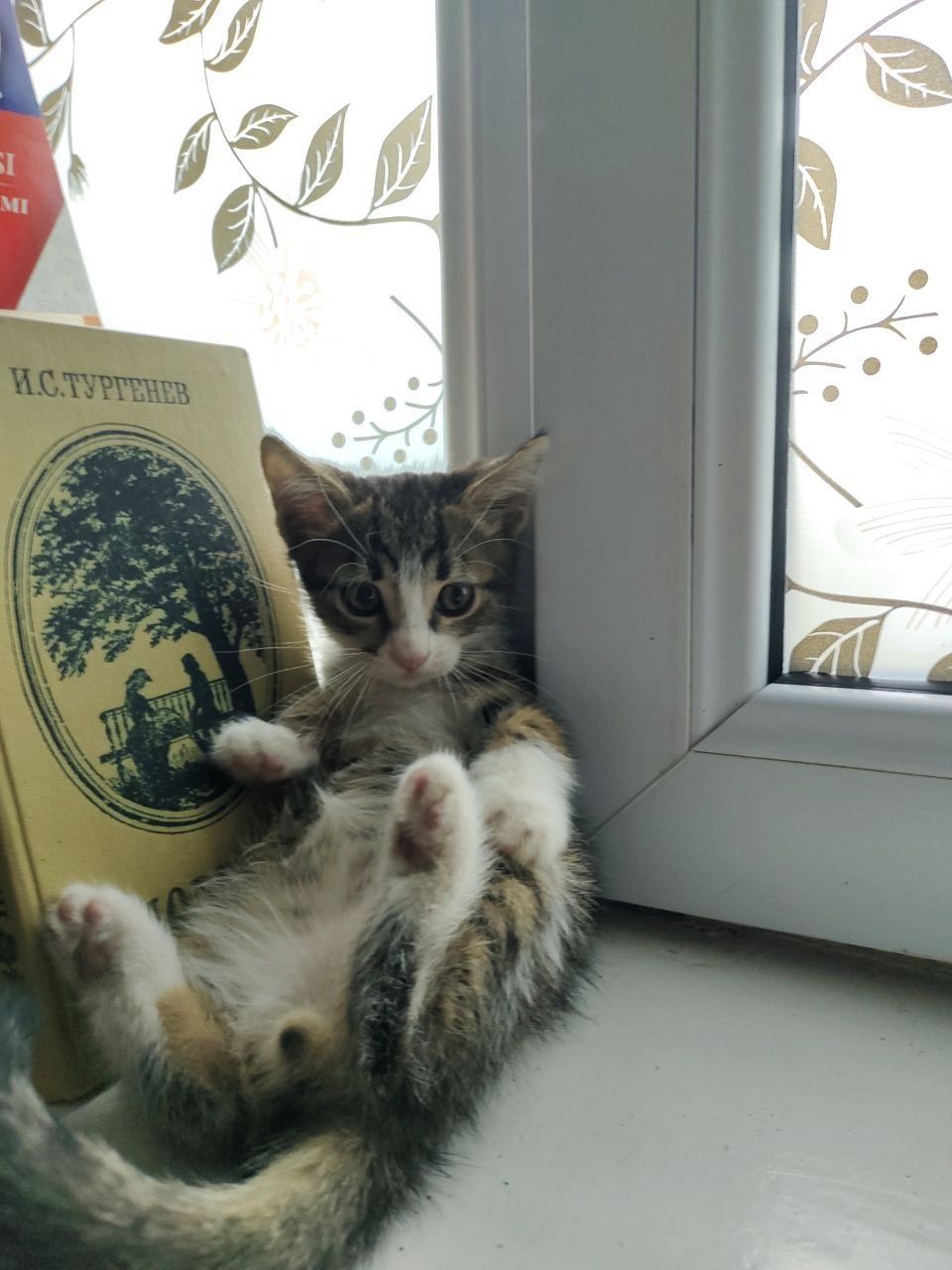 Отдам в хорошие руки
