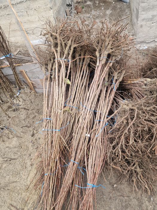 Pomi fructiferi altoiti