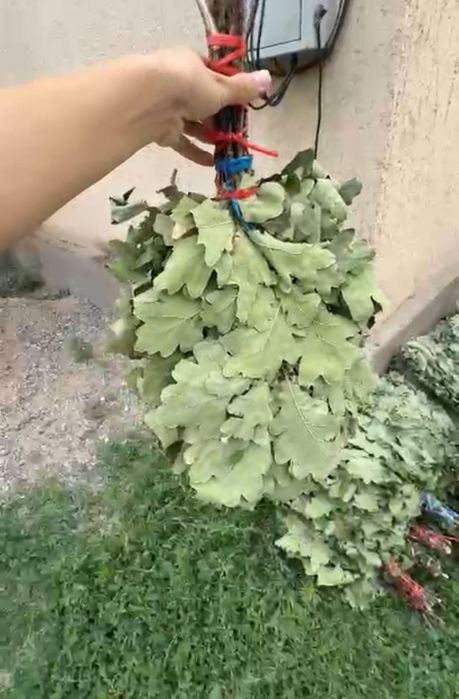 Продам дубовые банные веники дешево
