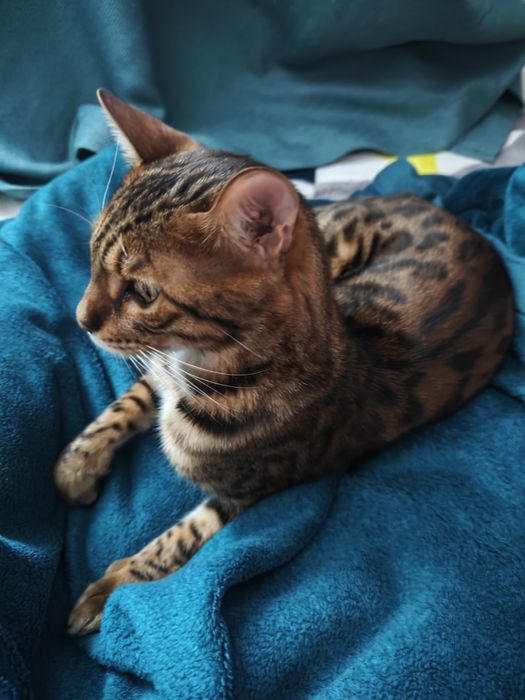 Бенгальский котик