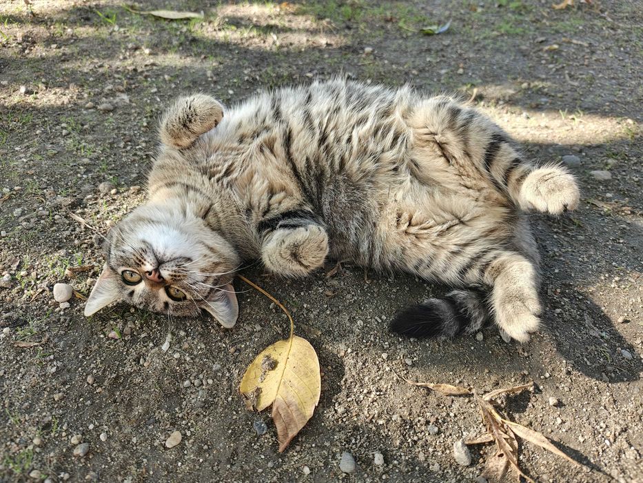 Pisicuta tigrata 5 luni spre adoptie