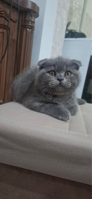 Mushuk sotiladi scottish fold