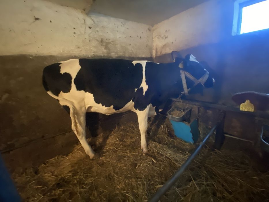 Vițea Holstein cu varsta de  1 an
