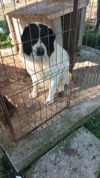 Donez câine ciobănesc de Bucovina în vârstă de 6 ani