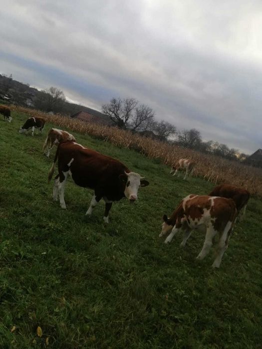 Vand juninci baltate