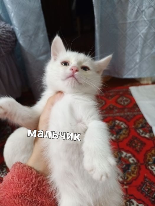 Милые котята в добрые руки