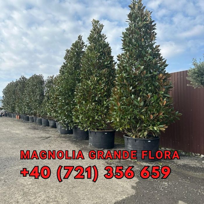 Plante pentru gradina terase si multe alte