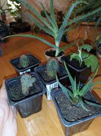 Комнатные растения, кактусы, алоэ, хризантема, хавортия