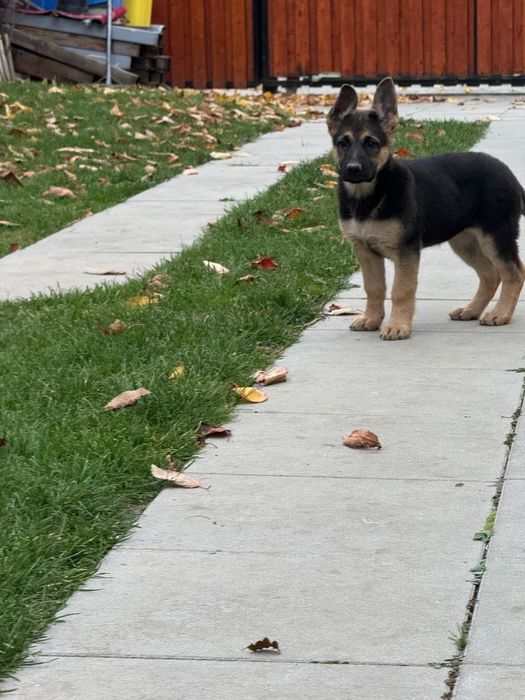 femela ciobănesc german