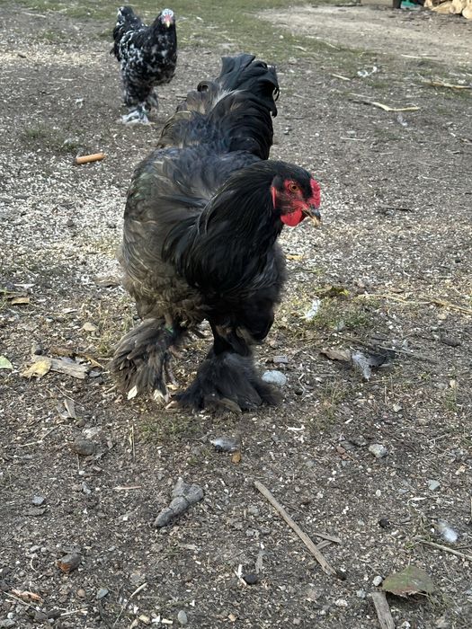 Disponibili cocosi brahma negru si boobat