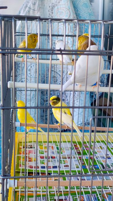 Продавам Канарчета Орфей