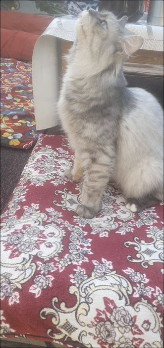 Skotsh strayt erkak mushuk moviy koz