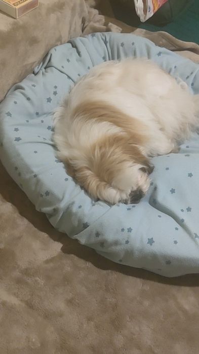 Se donează câine shi tzu