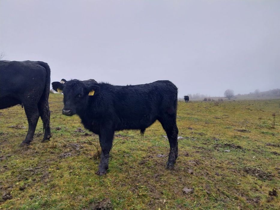 Vand 2 taurasi angus