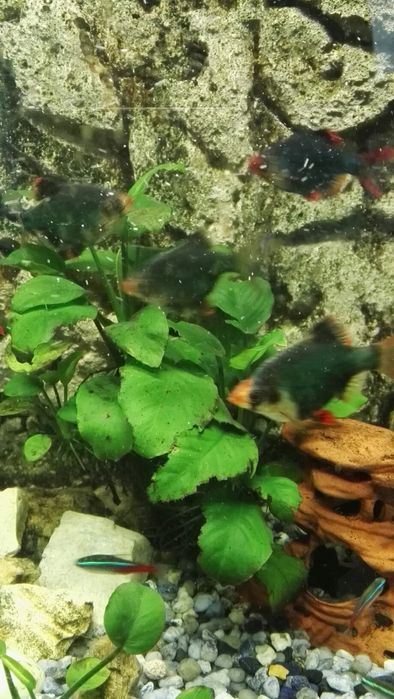 anubias bateri , ceratopteris planta acvariu