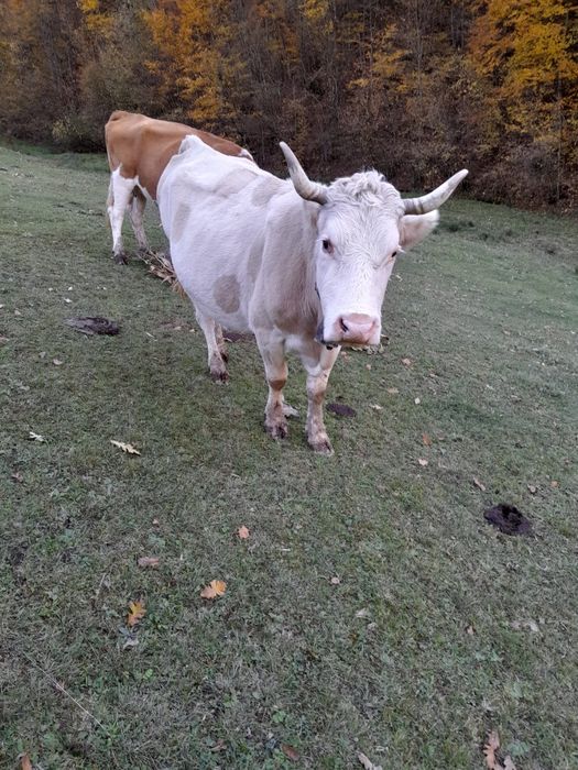 Vând vacă  metis