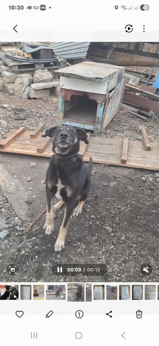 Отдам в хорошии руки