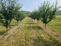 Execut lucrări de  cosit, tocat iarbă livezi, gradina, curte  servici