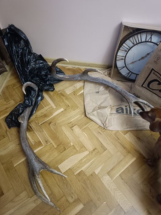 Еленски рога трофеи - 5 разклонения на рог