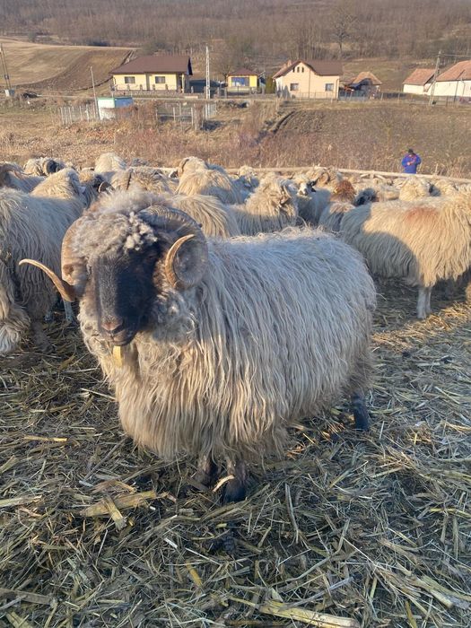 De vânzare 2 berbecuți bucălăi