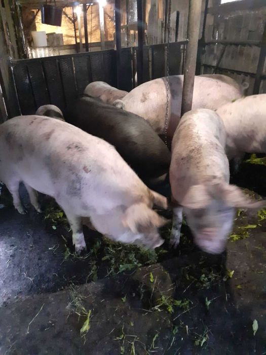 Продавам домашни прасета 120-200 кг