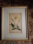 Gravura,colorata manual,Enothere a gros fruit,vezi descriere